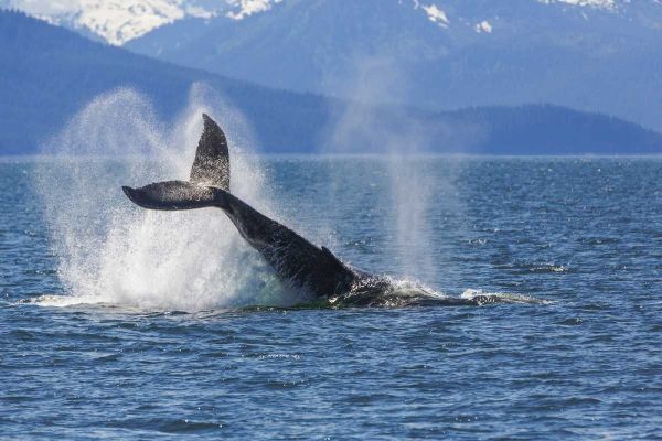 USA, Alaska Orca whale, tail lobbing
